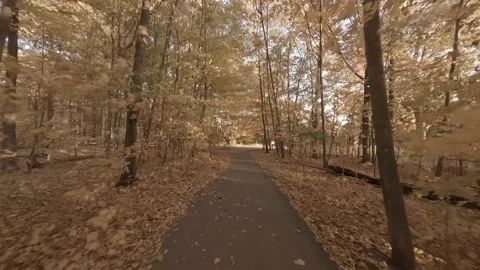 Forest Exploration Flight in Autumn following a trail path Stock Footage 219840513
