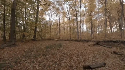 Forest Exploration Flight in Autumn Stock Footage 219840526