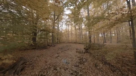 Forest Exploration Flight in Autumn Stock Footage 219840555
