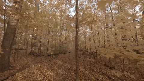 Forest Exploration Flight in Autumn Stock Footage 219840568