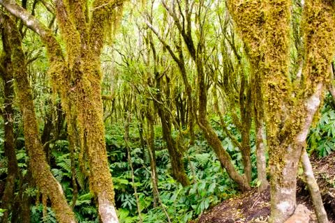 Forest, faial Stock Photos
