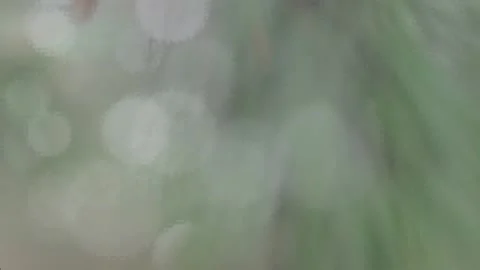 Forest fairy tale Stock-Footage 143942996