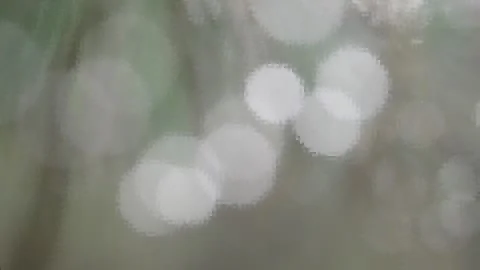 Forest fairy tale Stock-Footage 143943294