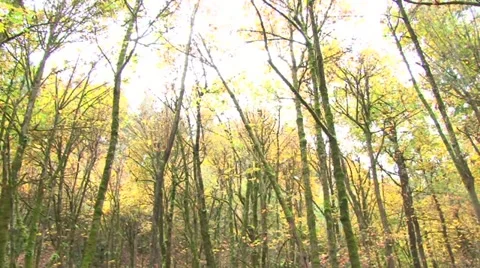 Forest in the Fall 1 Video stock 12537692