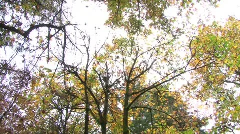 Forest in the Fall 2 Stock Footage 12537787