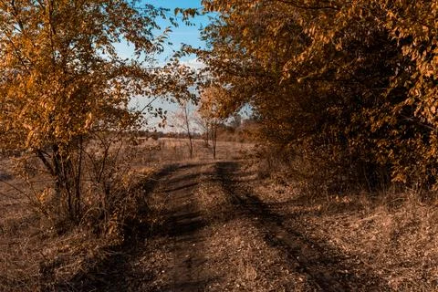 Forest in fall 2 库存照片