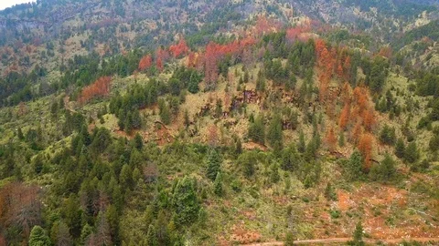 Forest at fall aerial Video stock 99275631