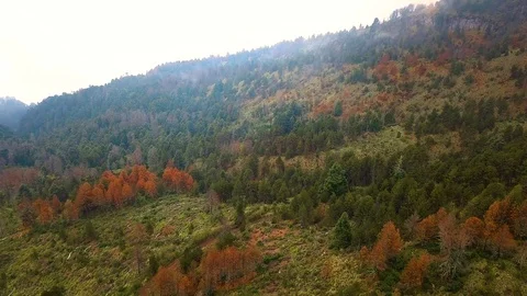 Forest at fall aerial Stock Footage 99275954