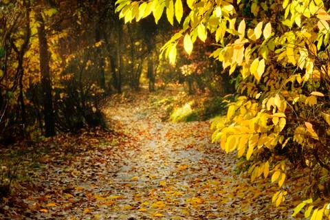 Forest fall background Фото