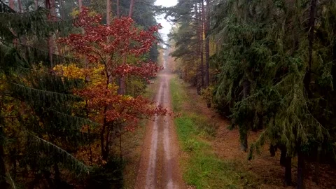 Forest in fall colors DRONE VIEW Stock Footage 195298793