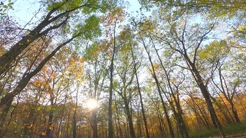 Forest fall colors Stock Footage 165844720
