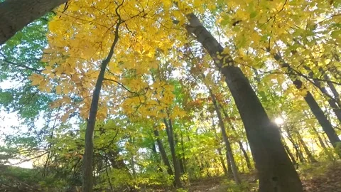 Forest fall colors Stock Footage 165844787