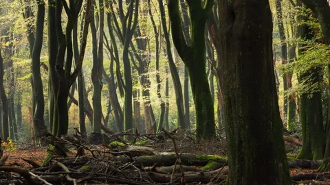 Forest at fall with ‘dancing’ trees. Beautiful scenery. Stock Footage 269134686