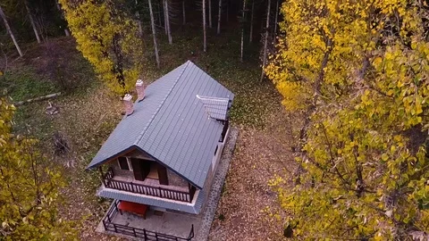 Forest in fall drone shot Stock Footage 100988855