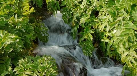 Forest Fall Stock Footage 12456095