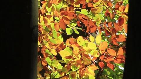 Forest in Fall Stock Footage 32209814