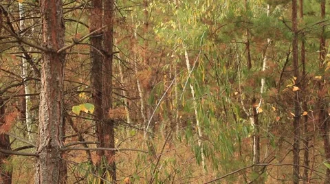 Forest fall Video stock 55373943