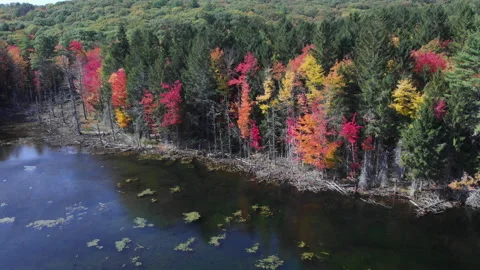 Forest in the Fall Vídeo Stock 141462412