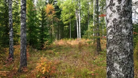 Forest in the fall Stock Footage 251848393