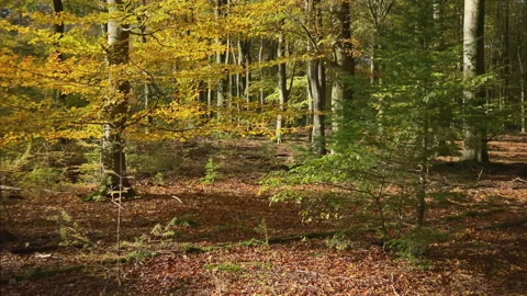 Forest at fall with golden beech tree leaves lit by the sun Stock Footage 212542119