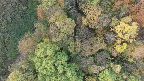 Forest in the fall in Jena Stock Footage 102792728