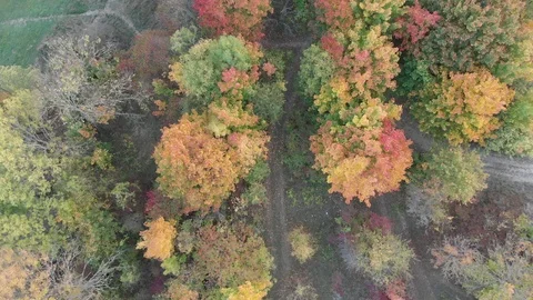 Forest in the fall in Jena Stock Footage 102802320