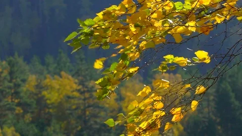 Forest fall leaves blowing in breeze. Slow motion. Colorful golden autumn leaves Stock Footage 97103364