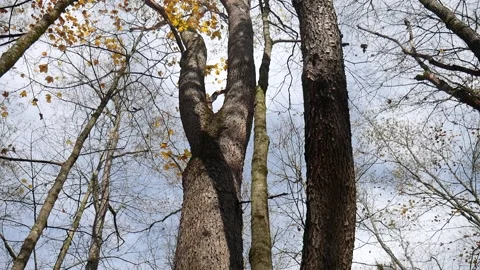 Forest in the fall with leaves missing from trees 스톡 동영상 141764848