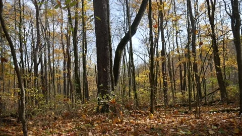 Forest in the fall with leaves missing from trees Vídeo Stock 141764891