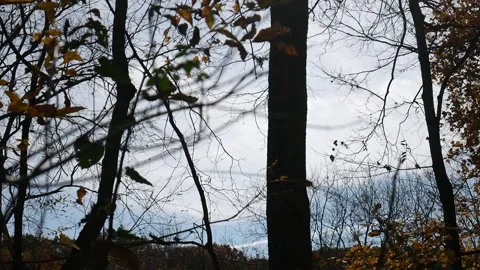Forest in the fall with leaves missing from trees 스톡 동영상 141764919