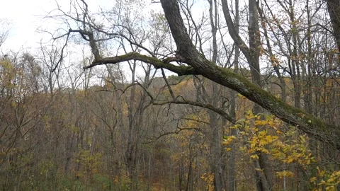 Forest in the fall with leaves missing from trees 스톡 동영상 141765450