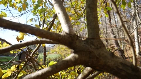 Forest in the fall with leaves missing from trees 스톡 동영상 141765586