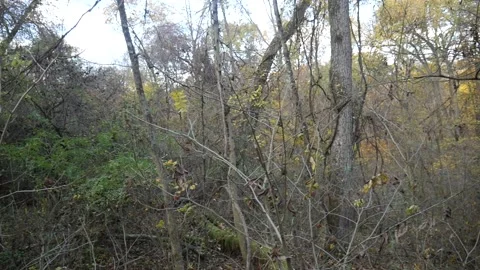 Forest in the fall with leaves missing from trees Vídeo Stock 141765847