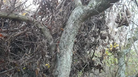 Forest in the fall with leaves missing from trees Vídeo Stock 141765881