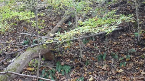 Forest in the fall with leaves missing from trees 스톡 동영상 141766159