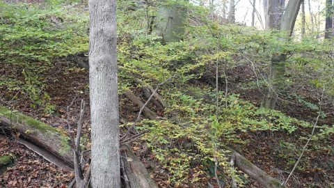 Forest in the fall with leaves missing from trees Vídeo Stock 141766267