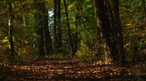 Forest in Fall (LP-Voorhees-053) Video stock 8929224