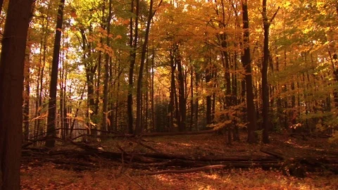 A forest in the Fall, New York State 스톡 동영상 72571491