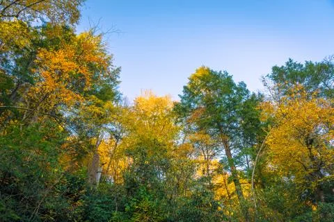 Forest in the Fall Stock Photos