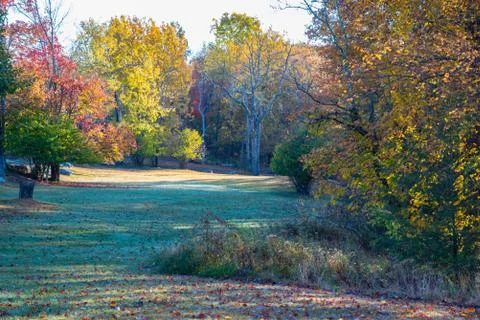 Forest in the Fall Stock Photos