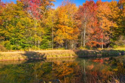 Forest in the Fall Stock Photos