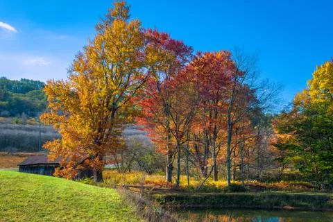 Forest in the Fall Stock Photos