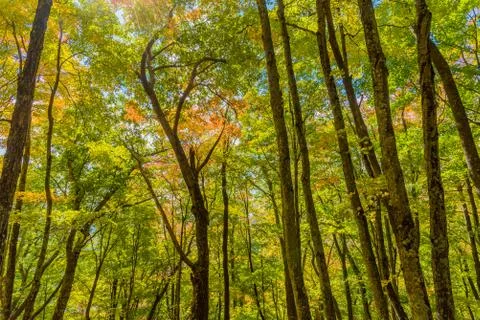 Forest in the Fall Stock Photos