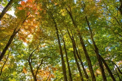 Forest in the Fall Stock Photos