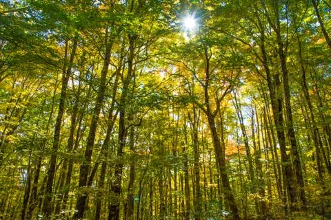 Forest in the Fall Stock Photos