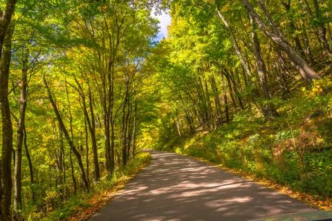 Forest in the Fall Stock Photos