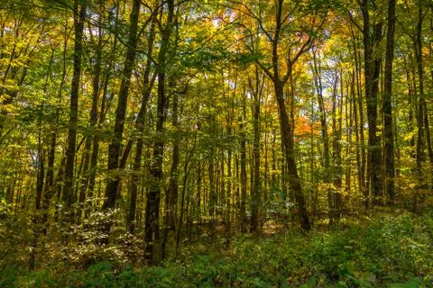 Forest in the Fall Stock Photos