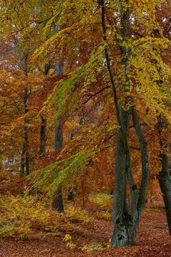 Forest in the fall. Stock Photos