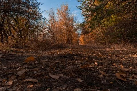 Forest in fall Stock Photos