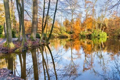 Forest in fall with pond Foto stock